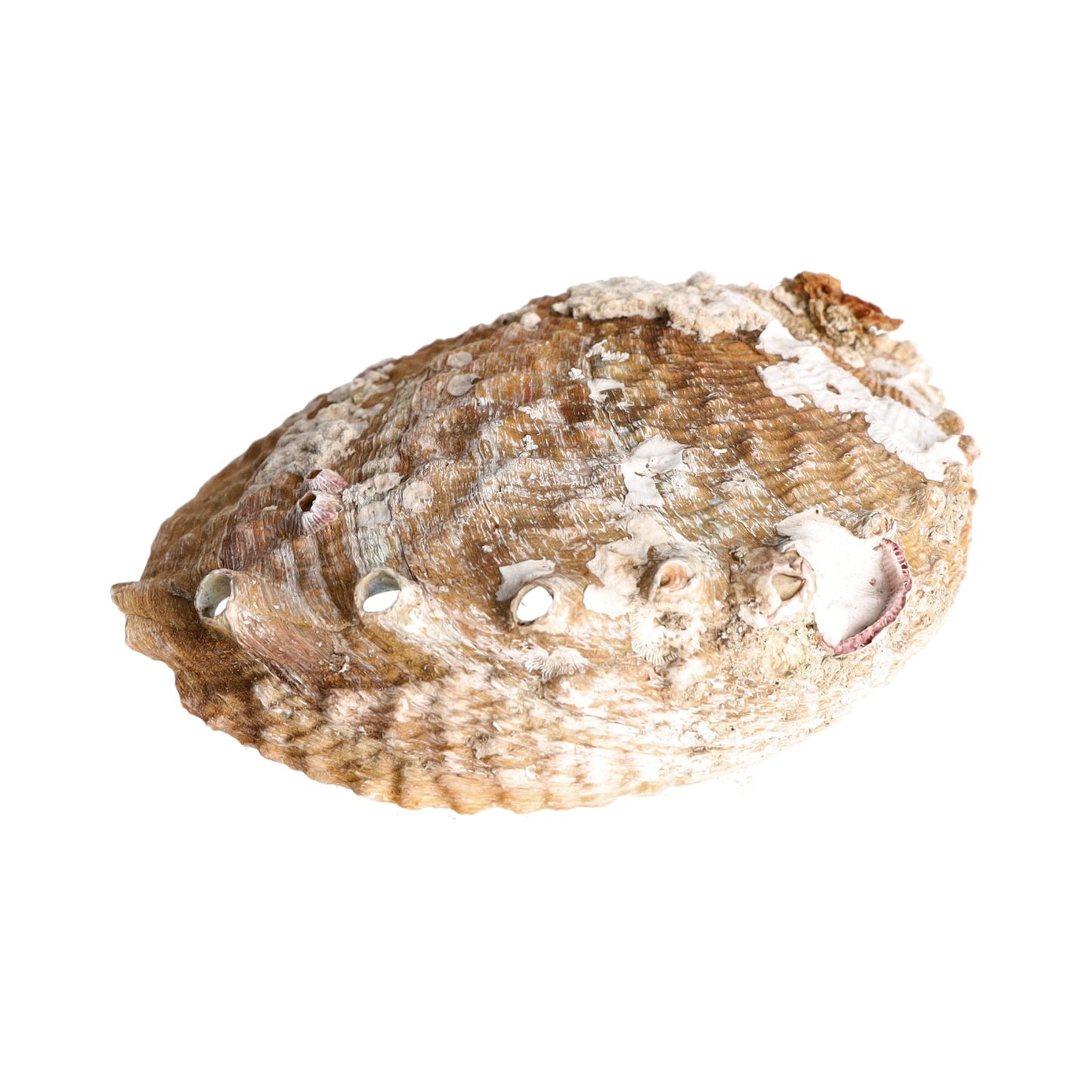 Abalone Muschel, Seeohr